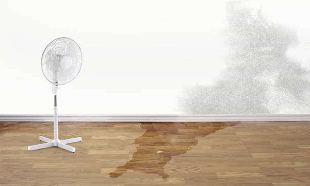 Best Water damage contractors near me  in Athens, WV