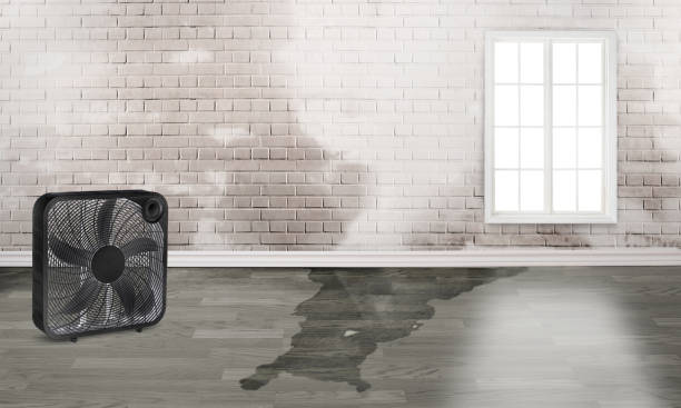 Best Local water damage restoration  in Athens, WV